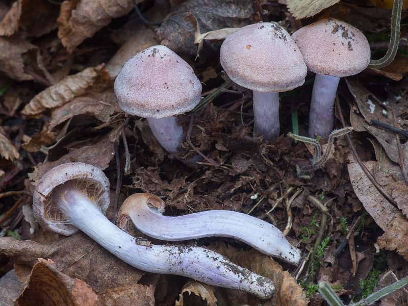 Cortinarius refectus